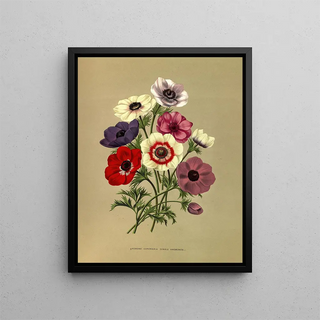 Arentina Hendrica Arendsen - Anemone Coronaria Single Anemones.webp