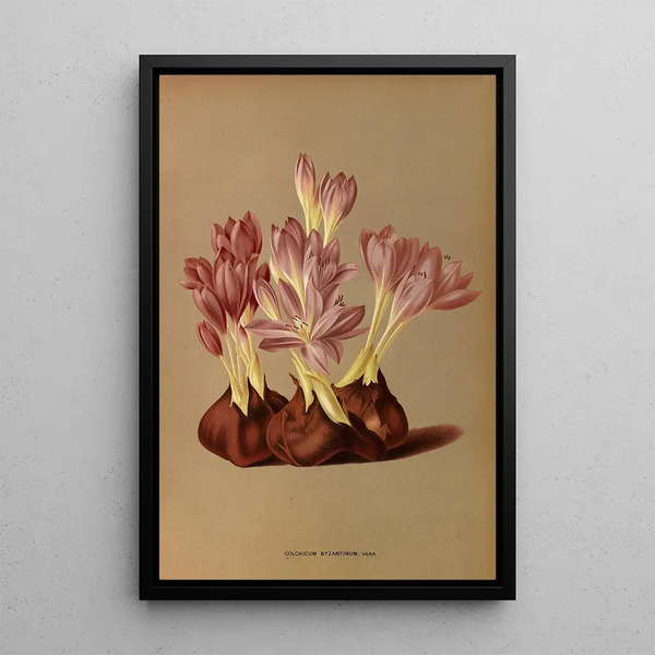 Reproduction of the painting Colchicum Byzantinum Varr - Arentina Hendrica Arendsen