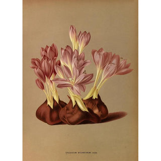 Arentina Hendrica Arendsen - Colchicum Byzantinum Varr.webp