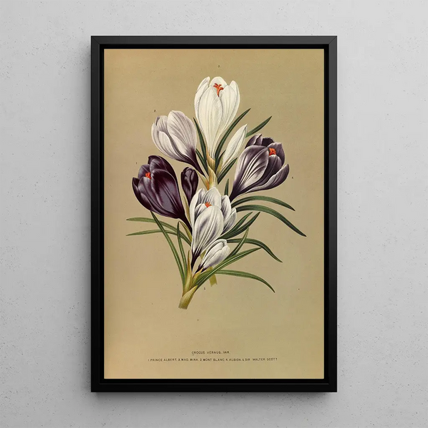 Reproduction of the painting Crocus Vernus Var - Arentina Hendrica Arendsen