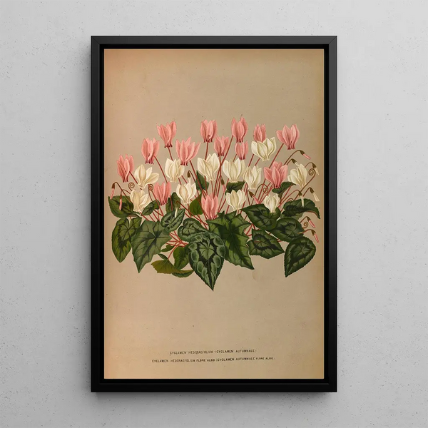 Cyclamen Hederaefolium Cyclamen Autumnale - Arentina Hendrica Arendsen — framed artwork on a wall