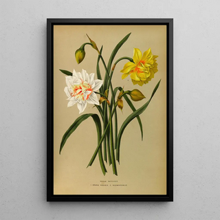 Arentina Hendrica Arendsen - Double Narcissus 1Orange Phoenix 2 Incomparabilis.webp