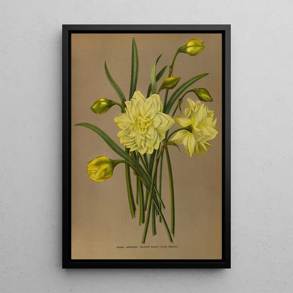 Narcisse Double Soufre Kroon Silver Phoenix - Arentina Hendrica Arendsen — framed artwork on a wall