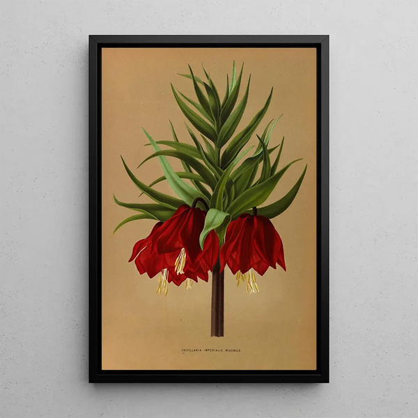 Reproduction of the painting Fritillaria Imperialis Maximus - Arentina Hendrica Arendsen