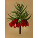 Reproducción del cuadro Fritillaria Imperialis Maximus - Arentina Hendrica Arendsen