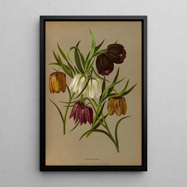 Reproduction of the painting Fritillaria Meleagris - Arentina Hendrica Arendsen