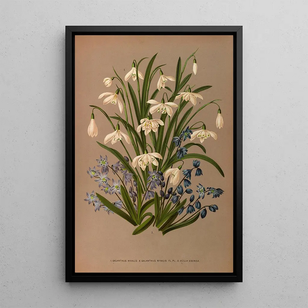 Reproduction of the painting Galanthus Nivalis 2 Galanthus Nivalis Fl Pl 3 Scilla Sibirica - Arentina Hendrica Arendsen