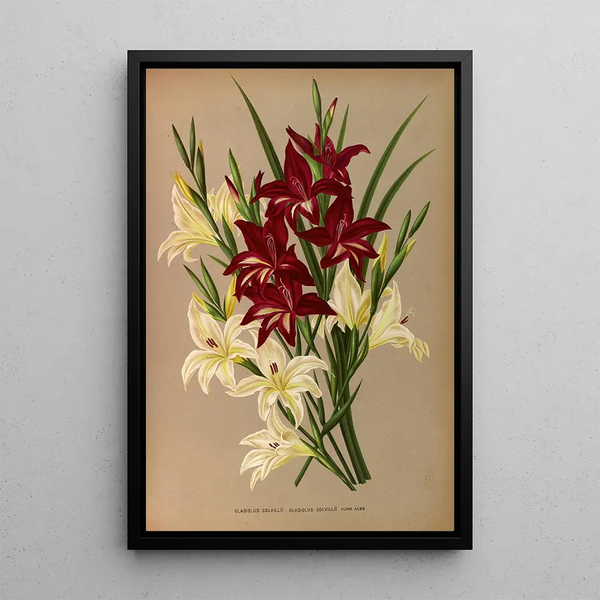 Gladiolus Colvillii Gladiolus Colvillii Flore Albo - Arentina Hendrica Arendsen — framed artwork on a wall