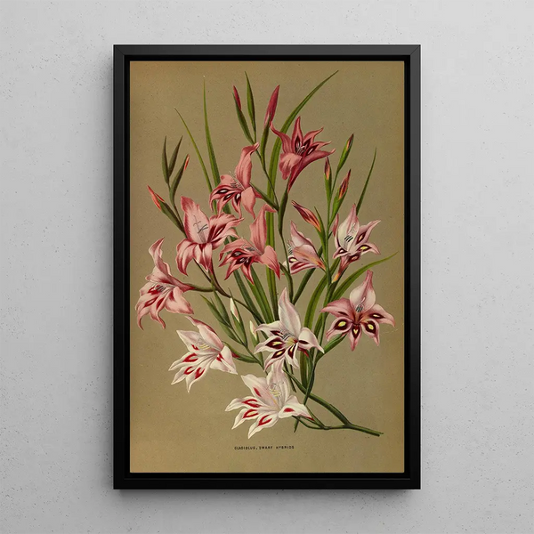 Gladiolus Nains Hybrides - Arentina Hendrica Arendsen — framed artwork on a wall