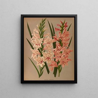 Arentina Hendrica Arendsen - Gladiolus Floribundus.webp