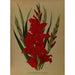 Gladiolus Gandavensis Var Brench Leyensis - Arentina Hendrica Arendsen — artwork view