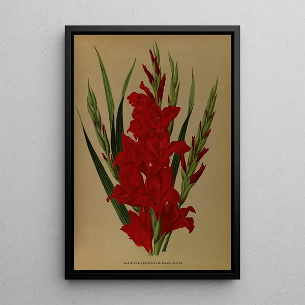 Gladiolus Gandavensis Var Brench Leyensis - Arentina Hendrica Arendsen — framed artwork on a wall