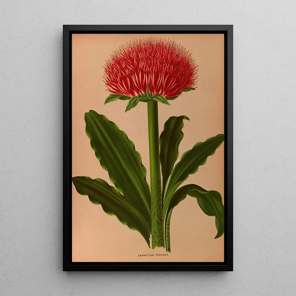 Haemanthus Puniceus - Arentina Hendrica Arendsen — framed artwork on a wall