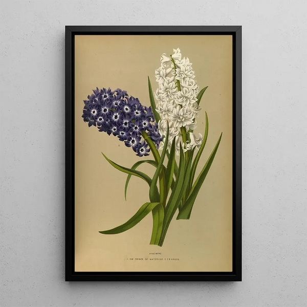 Reproduction of the painting Jacinthes 10 - Arentina Hendrica Arendsen