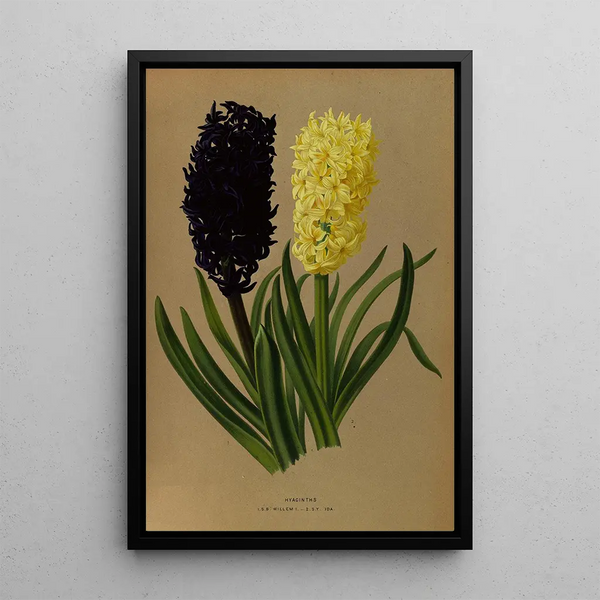 Jacinthes 2 - Arentina Hendrica Arendsen — framed artwork on a wall