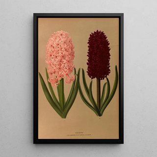 Arentina Hendrica Arendsen - Hyacinths 8.webp