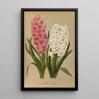 Arentina Hendrica Arendsen - Hyacinths DRNoble Par Merite 2 Sw Mont Blanc.webp
