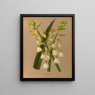 Arentina Hendrica Arendsen - Hyacinthus Candicans.webp