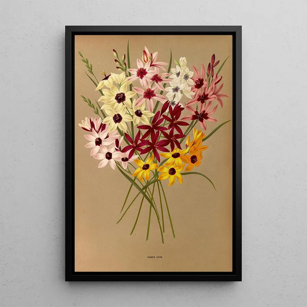 Reproduction of the painting Ixias Hybrides - Arentina Hendrica Arendsen