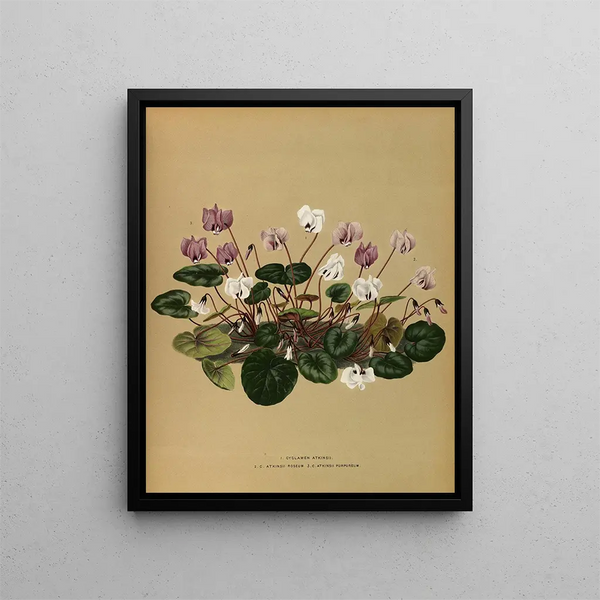 Arentina Hendrica Arendsen - I Cyclamen Atkinsii 2C Atkinsii Roseum 3CAtkinsii Purpureum.webp