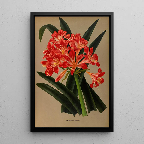 Reproduction of the painting Imantophyllum Miniatum - Arentina Hendrica Arendsen