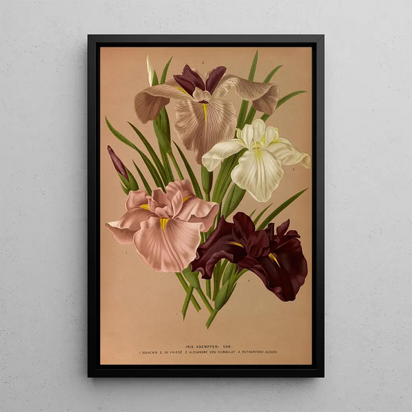 Reproduction of the painting Iris Kaempferi Var - Arentina Hendrica Arendsen