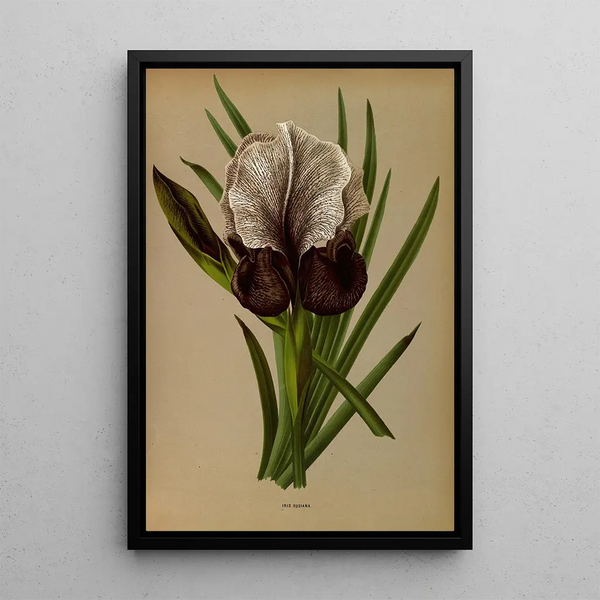 Reproduction of the painting Iris Susiana - Arentina Hendrica Arendsen