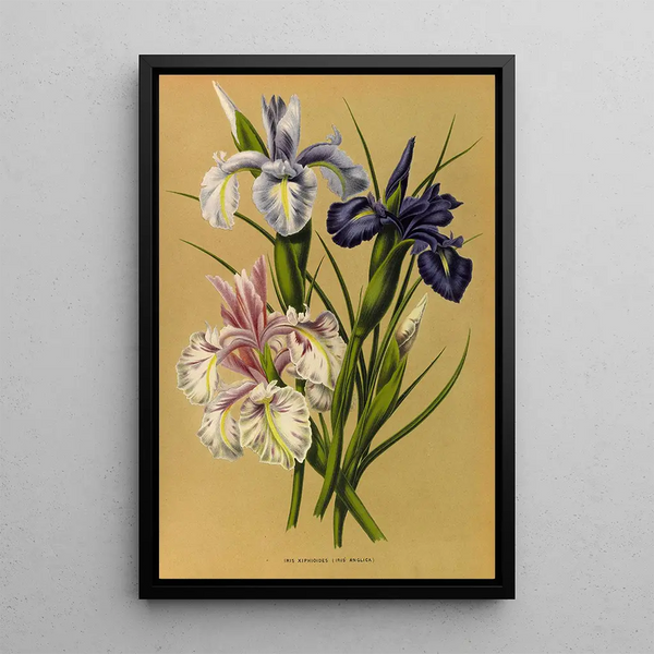 Reproduction of the painting Iris Xiphioides Iris Anglica - Arentina Hendrica Arendsen
