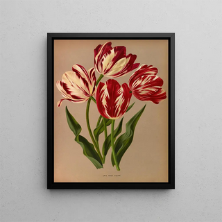 Arentina Hendrica Arendsen - Late Rose Tulips.webp