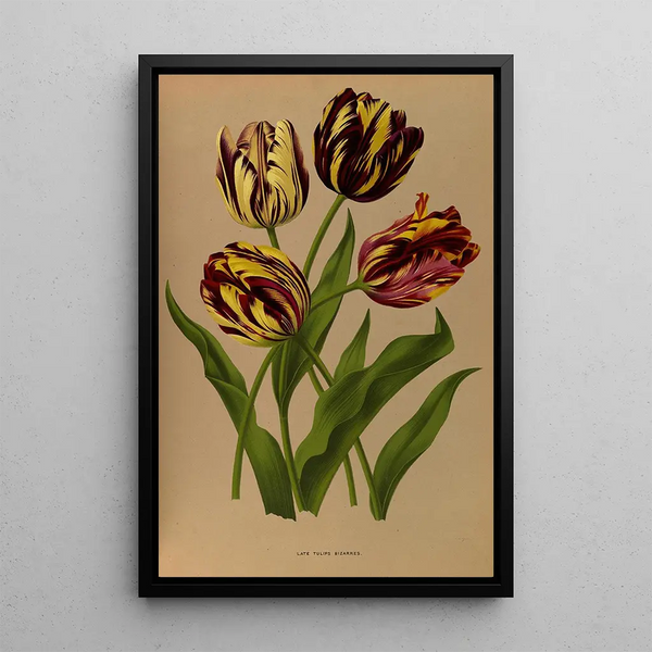 Reproduction of the painting Tulipes tardives bizarres - Arentina Hendrica Arendsen