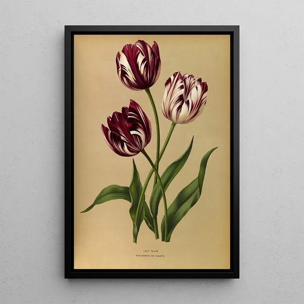 Tulipes tardives - Arentina Hendrica Arendsen — framed artwork on a wall