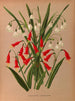 Leucojum aestivum, Pentlandia miniata - Arentina Hendrica Arendsen — vista de la obra