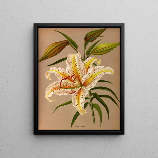 Lys doré - Arentina Hendrica Arendsen — framed artwork on a wall