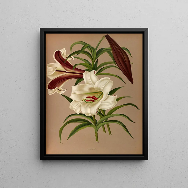 Lily Brown - Arentina Hendrica Arendsen — framed artwork on a wall