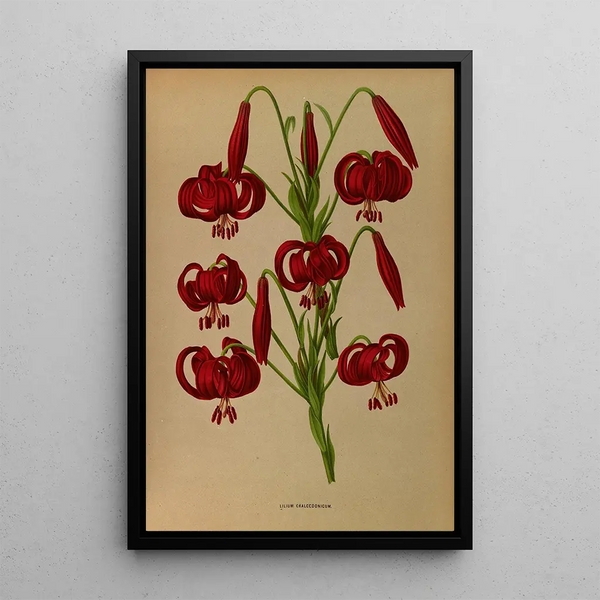 Reproduction of the painting Lys chalcedonique - Arentina Hendrica Arendsen