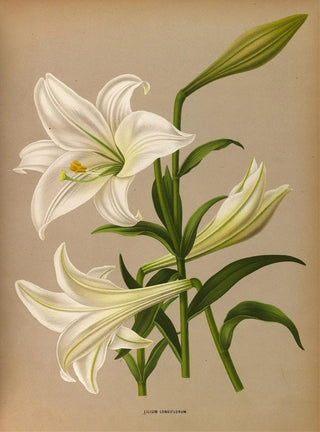 Arentina Hendrica Arendsen - Lilium Longiflurum.webp