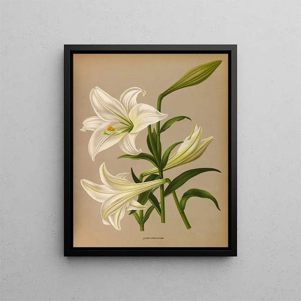 Lys de Longiflorum - Arentina Hendrica Arendsen — framed artwork on a wall