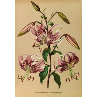 Arentina Hendrica Arendsen - Lilium Speciosum Rubrum.webp
