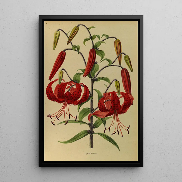 Lys tigrinum - Arentina Hendrica Arendsen — framed artwork on a wall