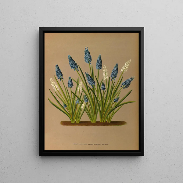 Muscari botryoides Muscari botryoides Var Alba - Arentina Hendrica Arendsen — framed artwork on a wall