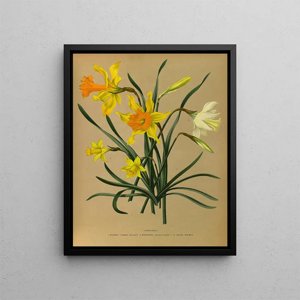 Narcisse 3 - Arentina Hendrica Arendsen — framed artwork on a wall