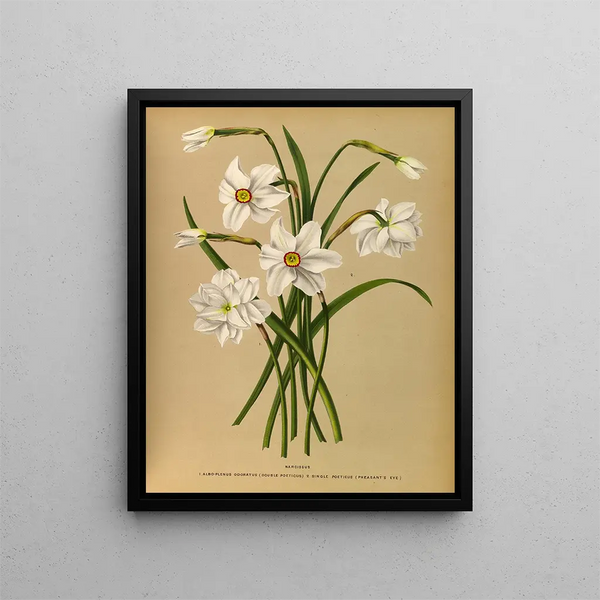 Narcisse 4 - Arentina Hendrica Arendsen — framed artwork on a wall