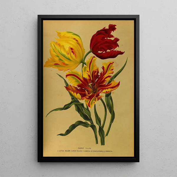 Reproduction of the painting Tulips Parrot - Arentina Hendrica Arendsen