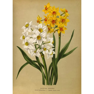Arentina Hendrica Arendsen - Polyanthus Narcissus 1Grand Monarque 2 Grand Soleil Dor.webp