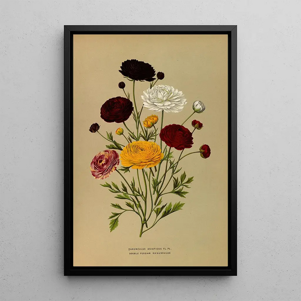 Reproduction of the painting Asian double ranunculus - Arentina Hendrica Arendsen