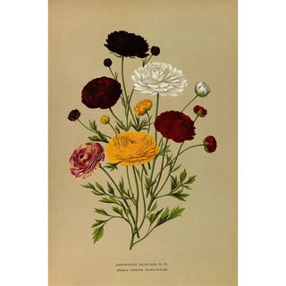 Arentina Hendrica Arendsen - Ranunculus Asiaticus FlPl Doubl Persian Ranunculus.webp