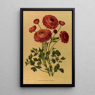 Arentina Hendrica Arendsen - Ranunculus Turban Crandiflora.webp