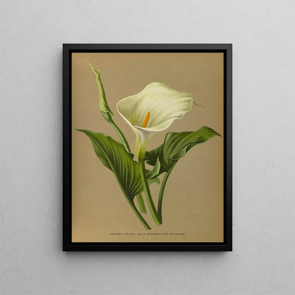 Richardia africana - Arentina Hendrica Arendsen — framed artwork on a wall