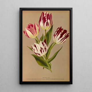 Arentina Hendrica Arendsen - Single Early Tulips 2.webp