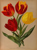 Tulipes precoces simples 4 - Arentina Hendrica Arendsen — vista de la obra